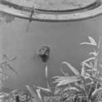 Zoo: Untitled