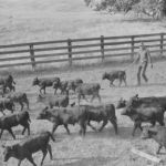 Ranch: Untitled