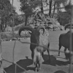 Zoo: Untitled