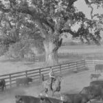 Ranch: Untitled