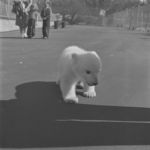 Zoo: Untitled