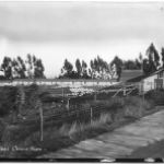 Webb's Cackle Farm